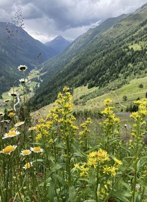 Un paisaje montañoso con campos de flores amarillas y colinas verdes.