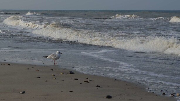 A beach with waves and a seagull standing on the sand. - Holiday Apartment Windrose (Boergerende-Rethwisch)