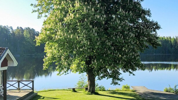 A lakeside property with a wooden dock, a small pavilion, and a large tree providing shade. - 4 Star Holiday Home in Stensjon (Stensjon)