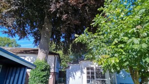 Un quartier résidentiel avec un grand arbre, une petite maison avec un toit bleu et un bâtiment blanc doté d’une porte en verre.