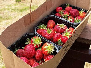 A cardboard box filled with black containers holding strawberries. - 8 Person Holiday Home in Valldal (Fjord)