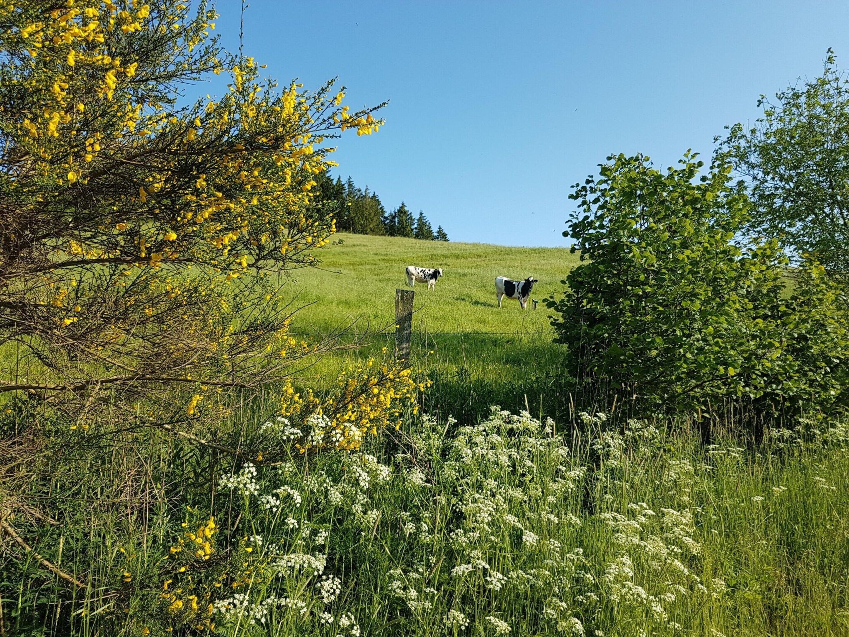 Un campo verde con vacas y flores silvestres.