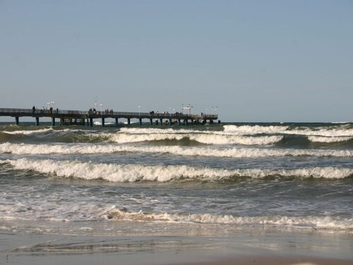 Cormorant in the Villa Malepartus Binz