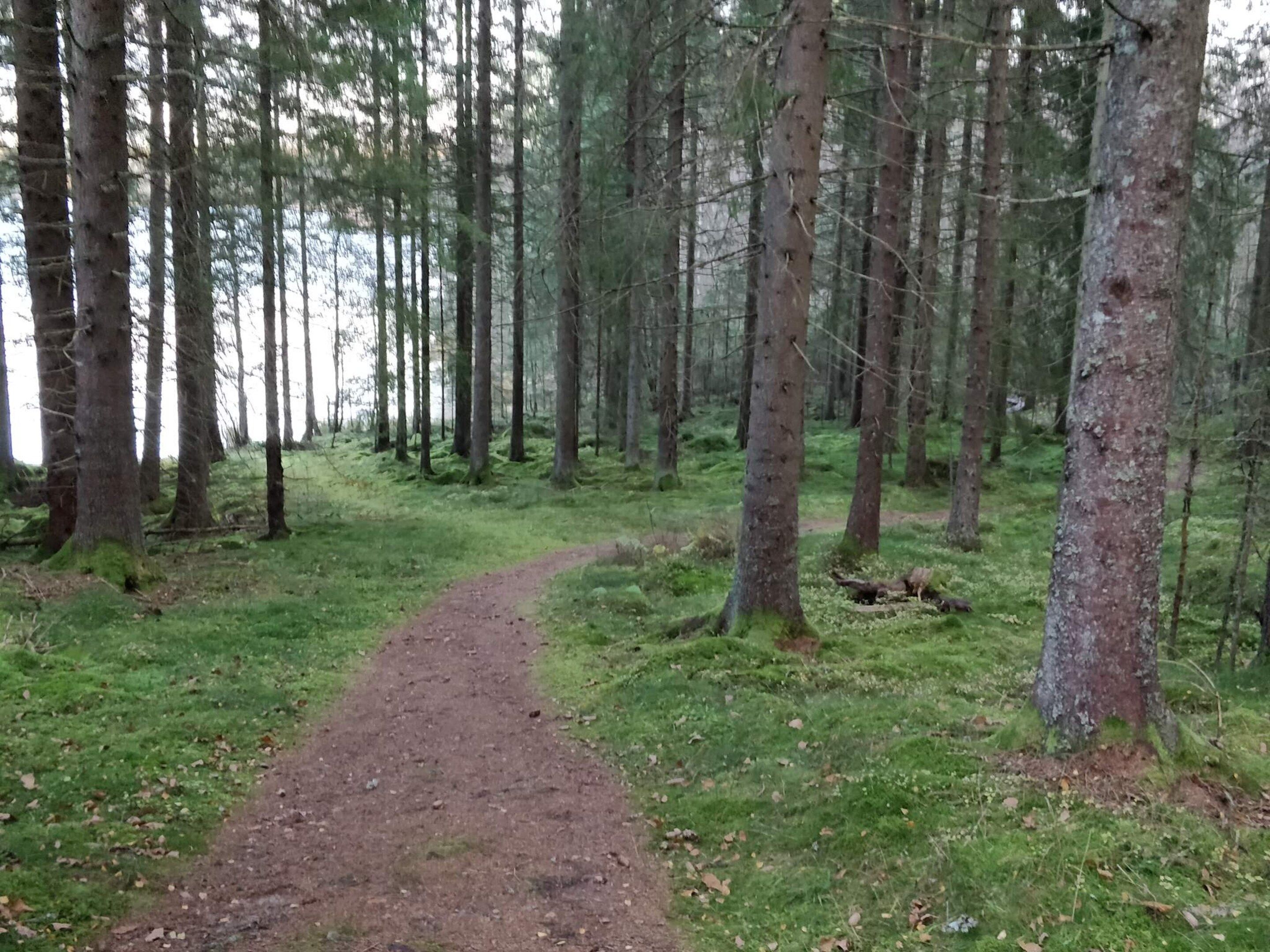 A forested area with a dirt path leading through it.