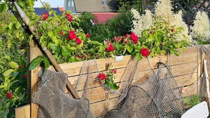 Een tuin met een houten hek, rode rozen en witte bloemen.