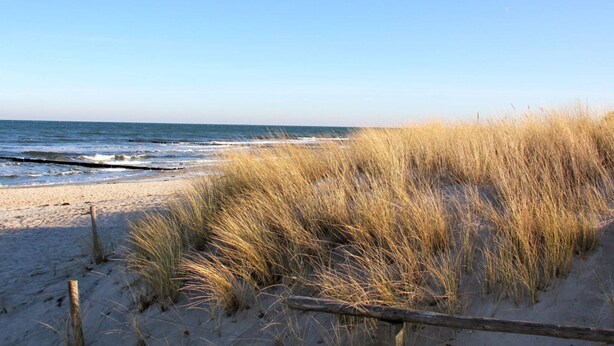 A beach with sand and tall grasses in the foreground. - "isabel" in the House to the cog (Zingst)