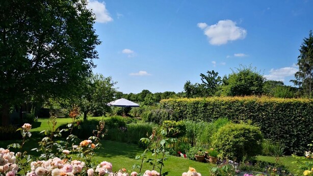 A garden with various plants and flowers, a hedge, and a white umbrella.