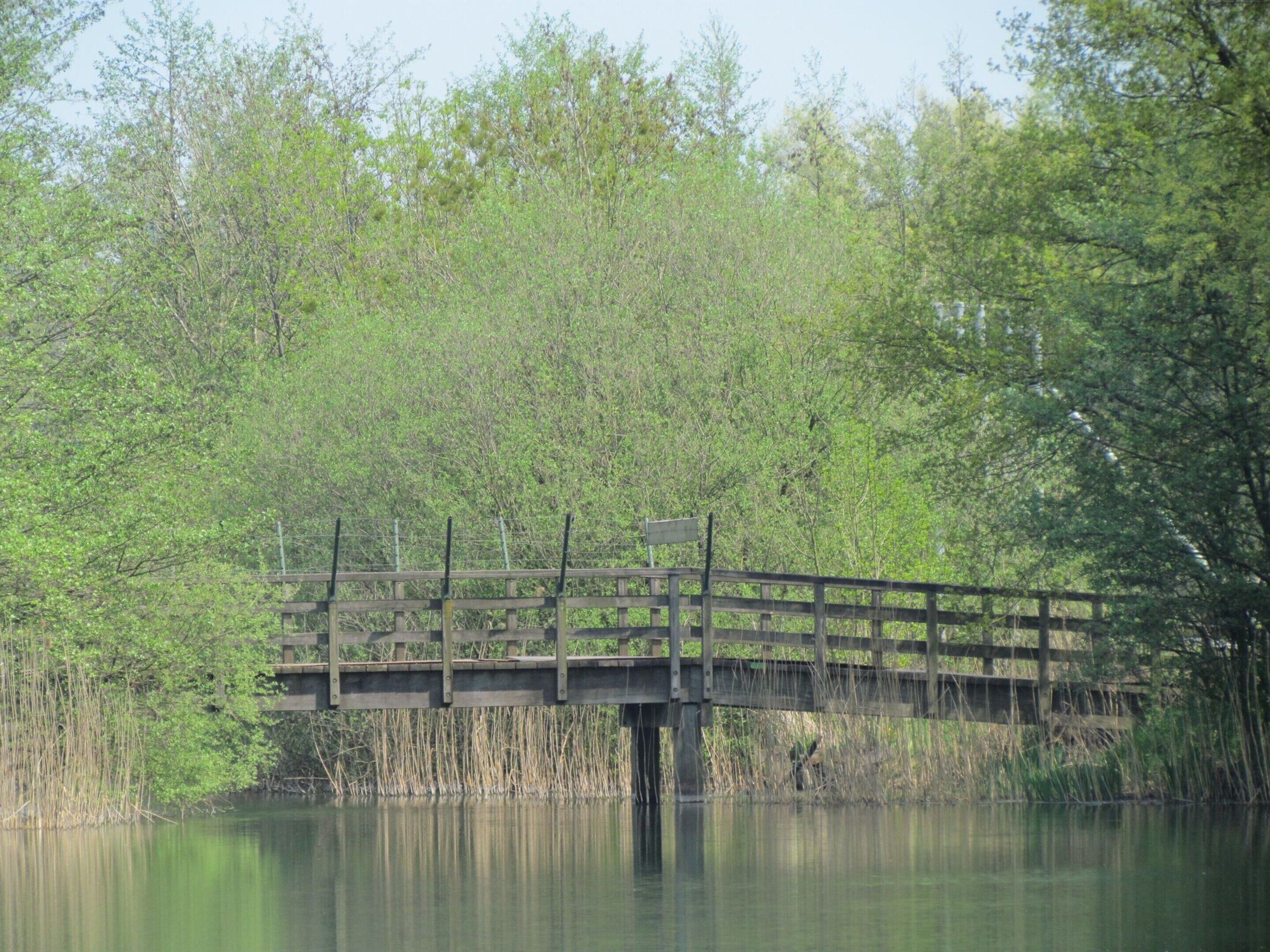 Un ponte di legno che scavalca acque calme, immerso nel verde e circondato da alberi.