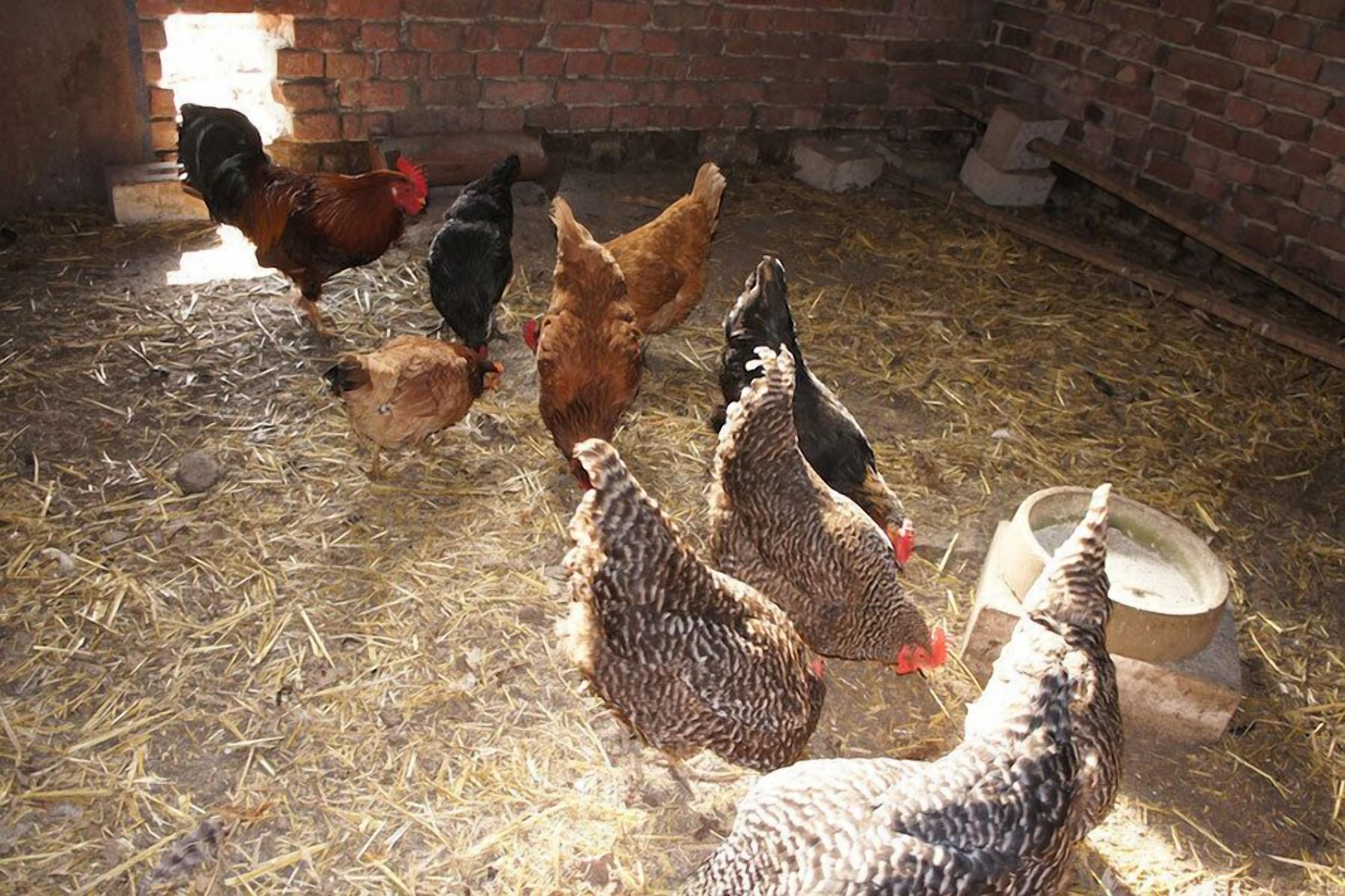 Ferienhof Schwienhorst, (Warendorf-Hoetmar)-hier können Sie noch viele Tiere erleben