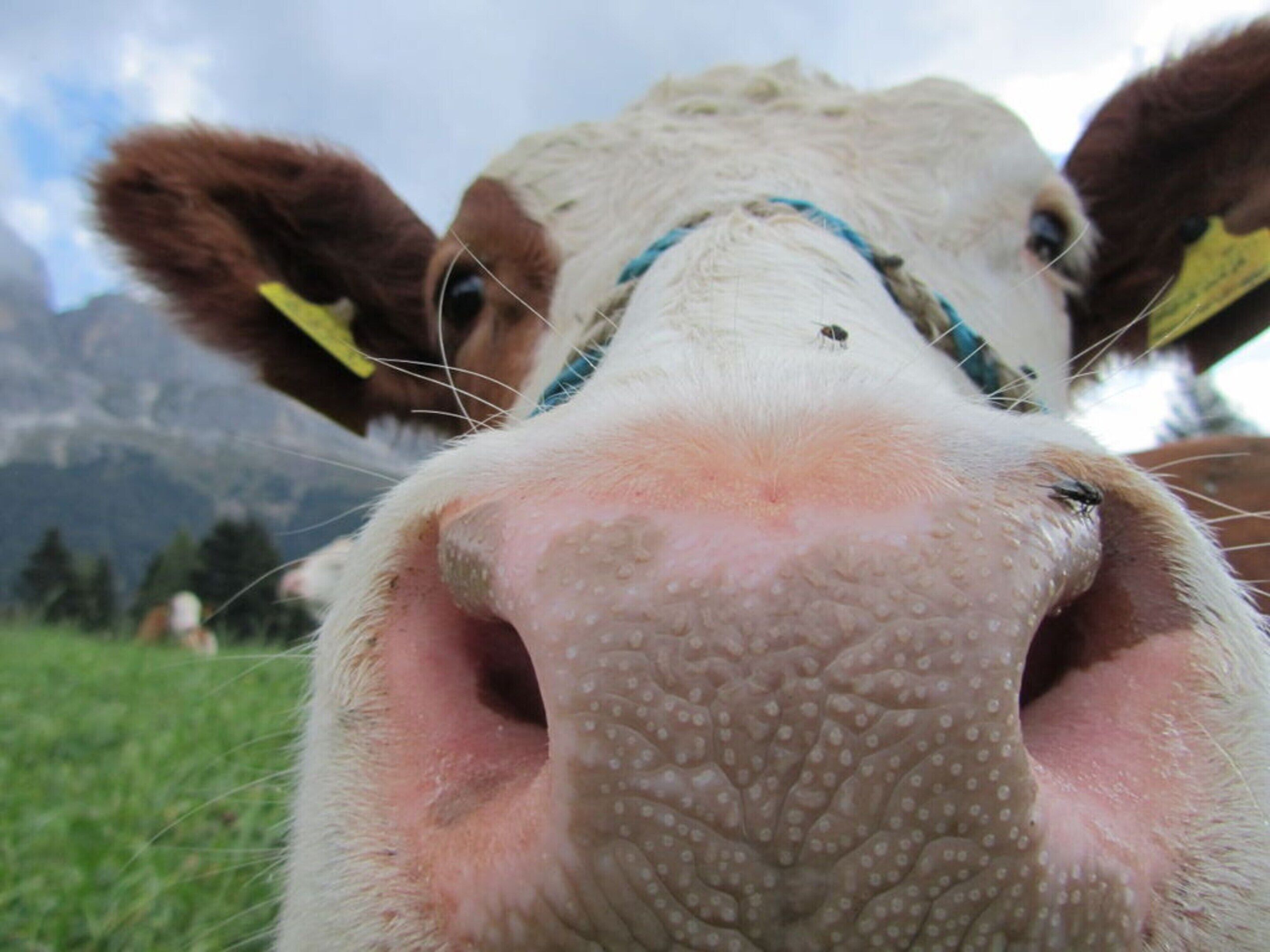 Primer plano del rostro de una vaca con montañas de fondo.