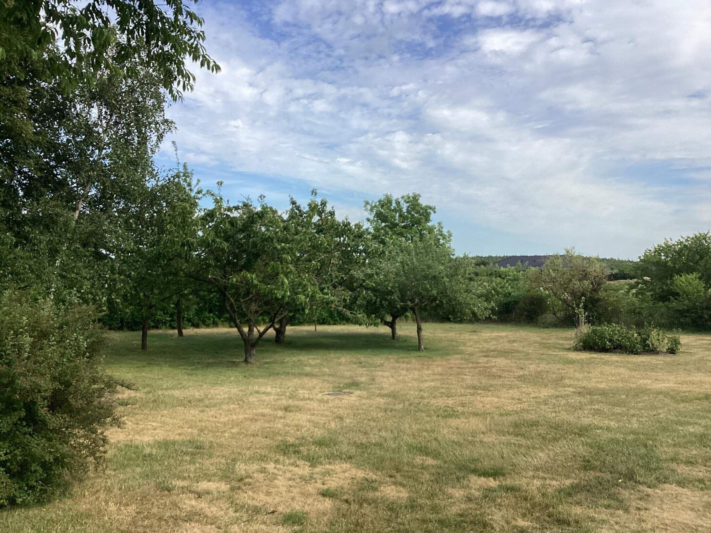 A grassy field with several trees and a distant view of a hill or mountain.
