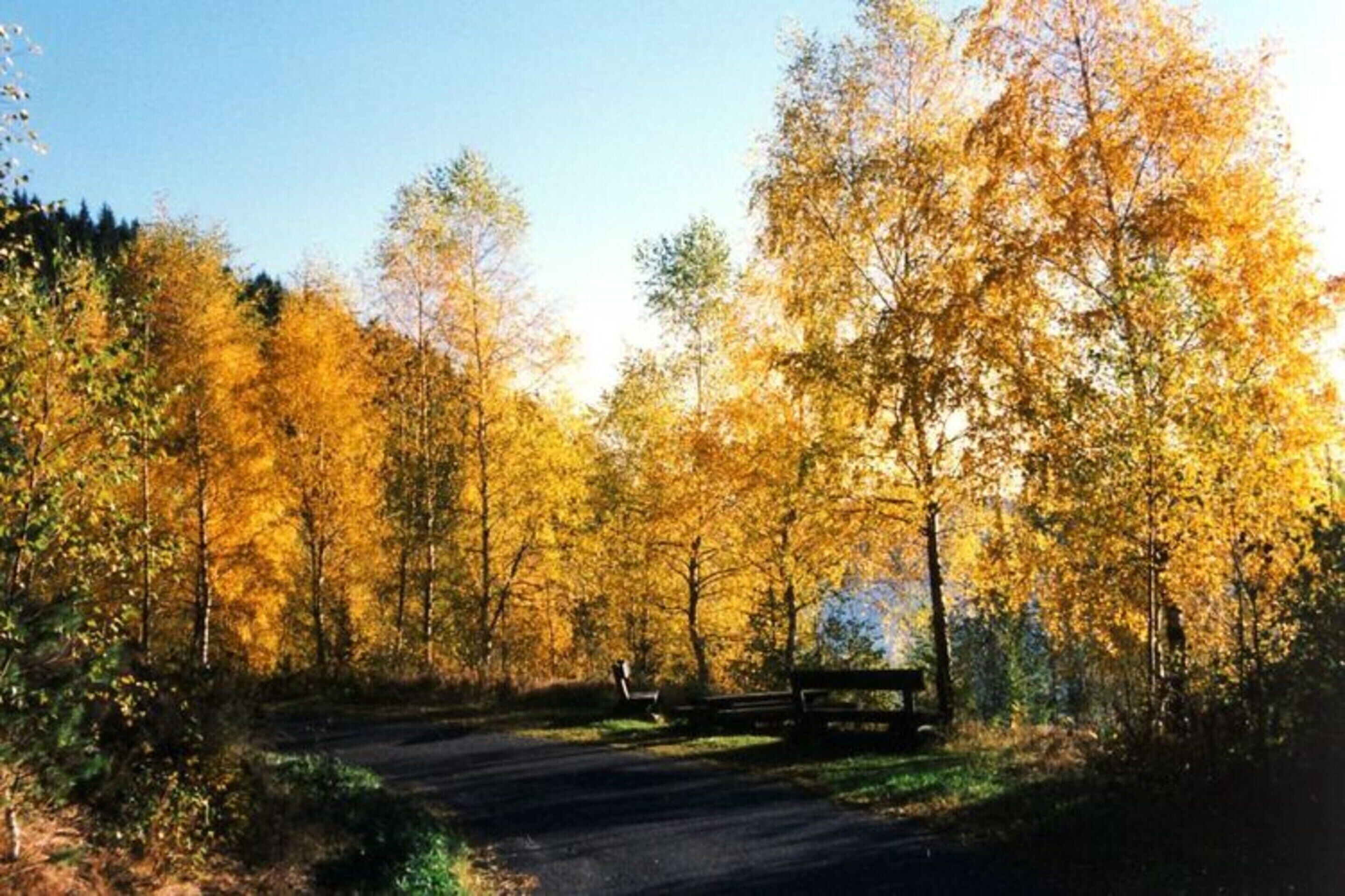 A paved path in a forest with autumn-colored trees and benches.