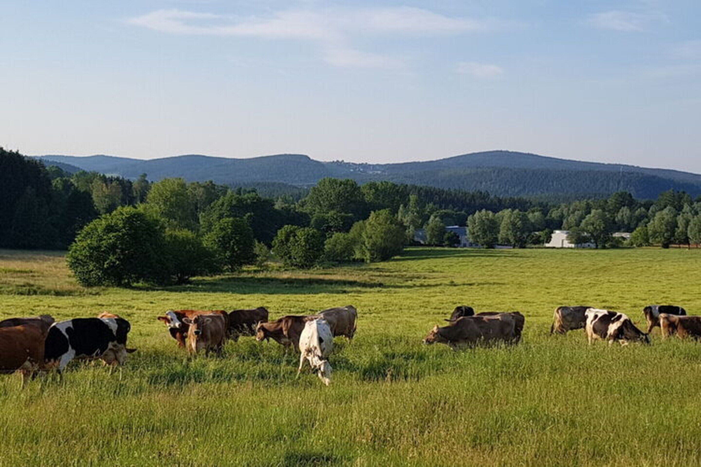 A rural landscape with grazing cows and a distant building.