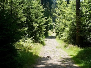 A forest path surrounded by dense green foliage. - Holiday Apartment Wellness & Relaxation (Wunsiedel)