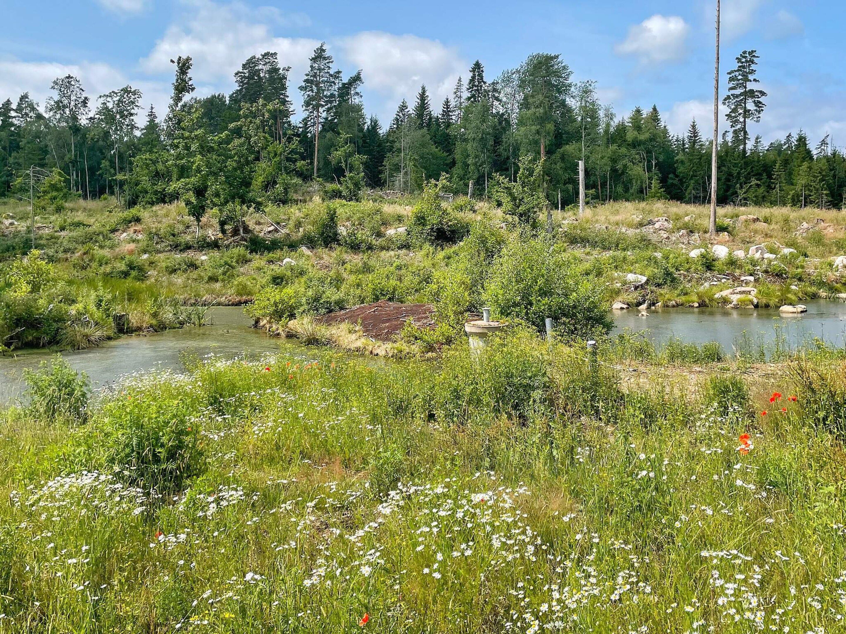 A natural landscape with a river, dense forest, and a variety of wildflowers.
