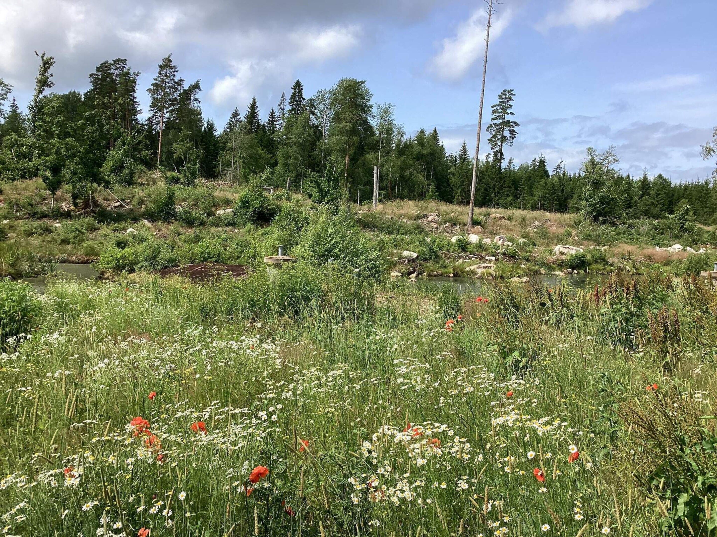 A natural landscape with a river, dense forest, and wildflowers.