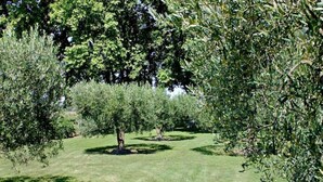 Ein gepflegter Obstgarten mit ausgewachsenen Bäumen und einer Rasenfläche.