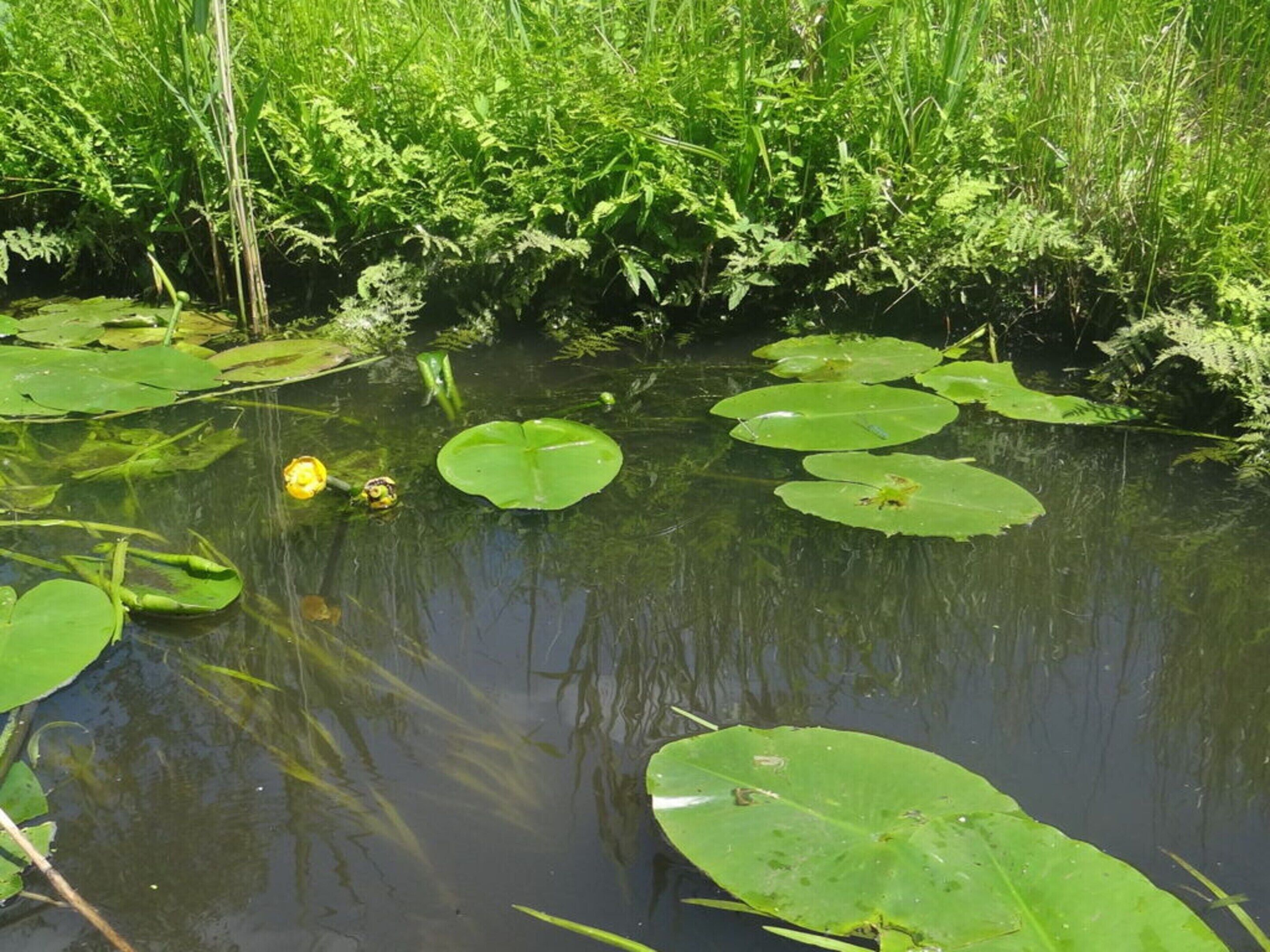 A pond with lily pads and surrounding greenery.