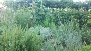 A garden with various plants and a trellis structure. - Moritzing am Prantenberg Gut (Bolzano)