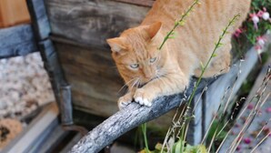 A cat sitting on a wooden bench outdoors. - Moritzing am Prantenberg Gut (Bolzano)