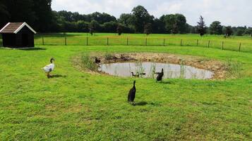 House | Property grounds