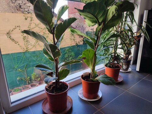 Gite de L'alsace Bossue