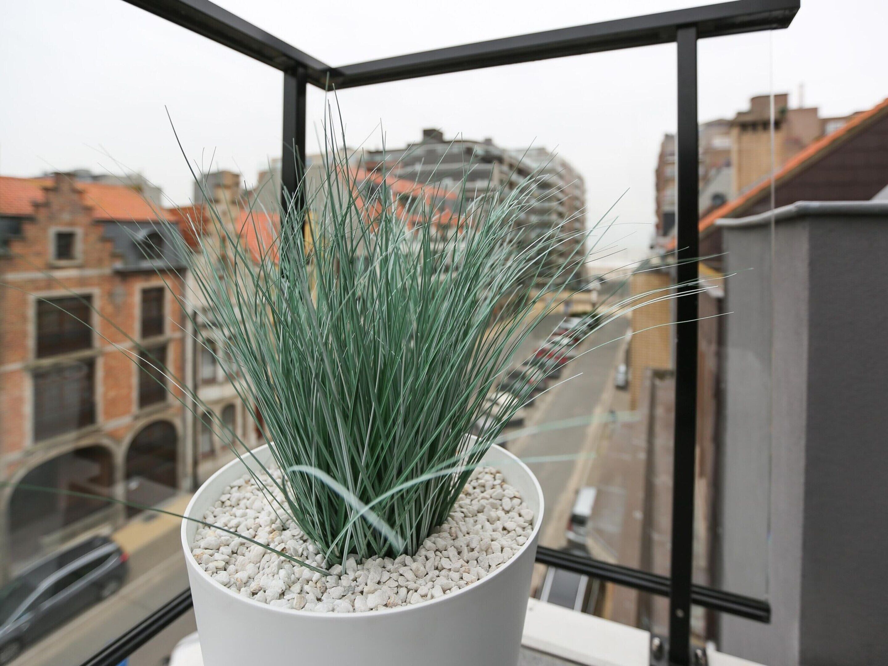 A potted plant with long, thin leaves in a white pot on a balcony with a city view.