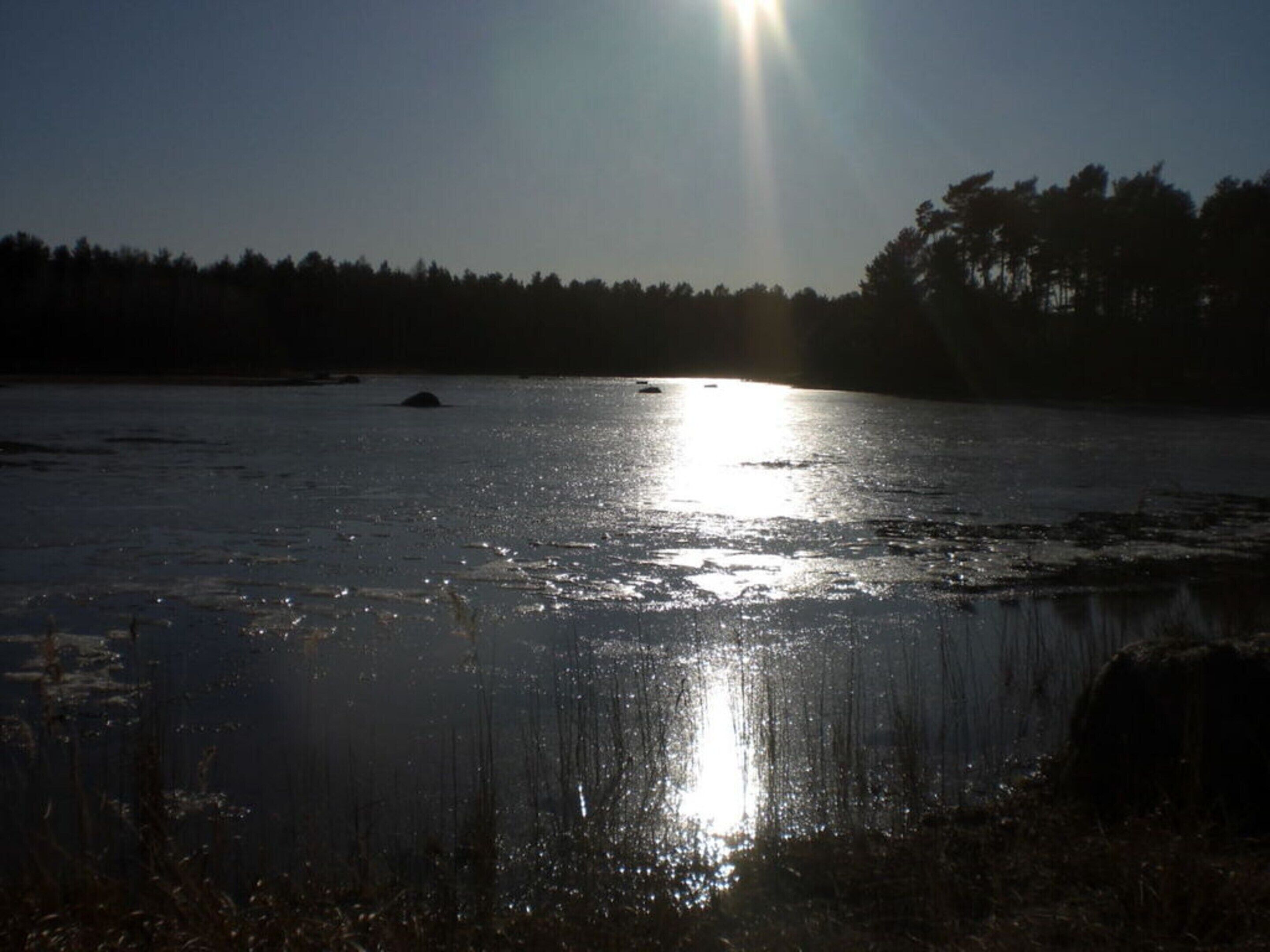 Acqua calma che riflette la luce del sole, con una foresta sullo sfondo.