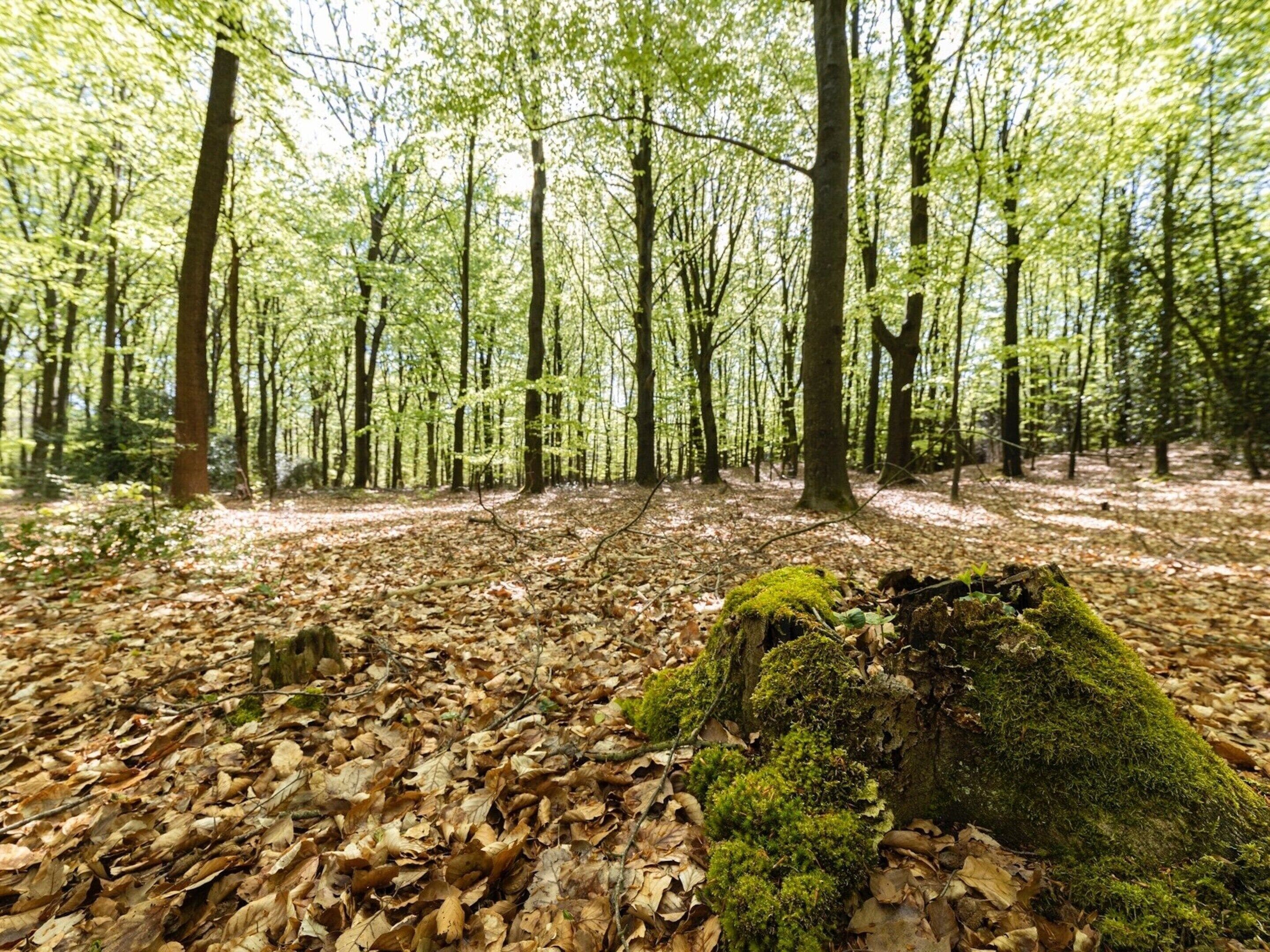 Un tapis de feuilles mortes recouvre le sol de la forêt, et une bûche est recouverte de mousse.