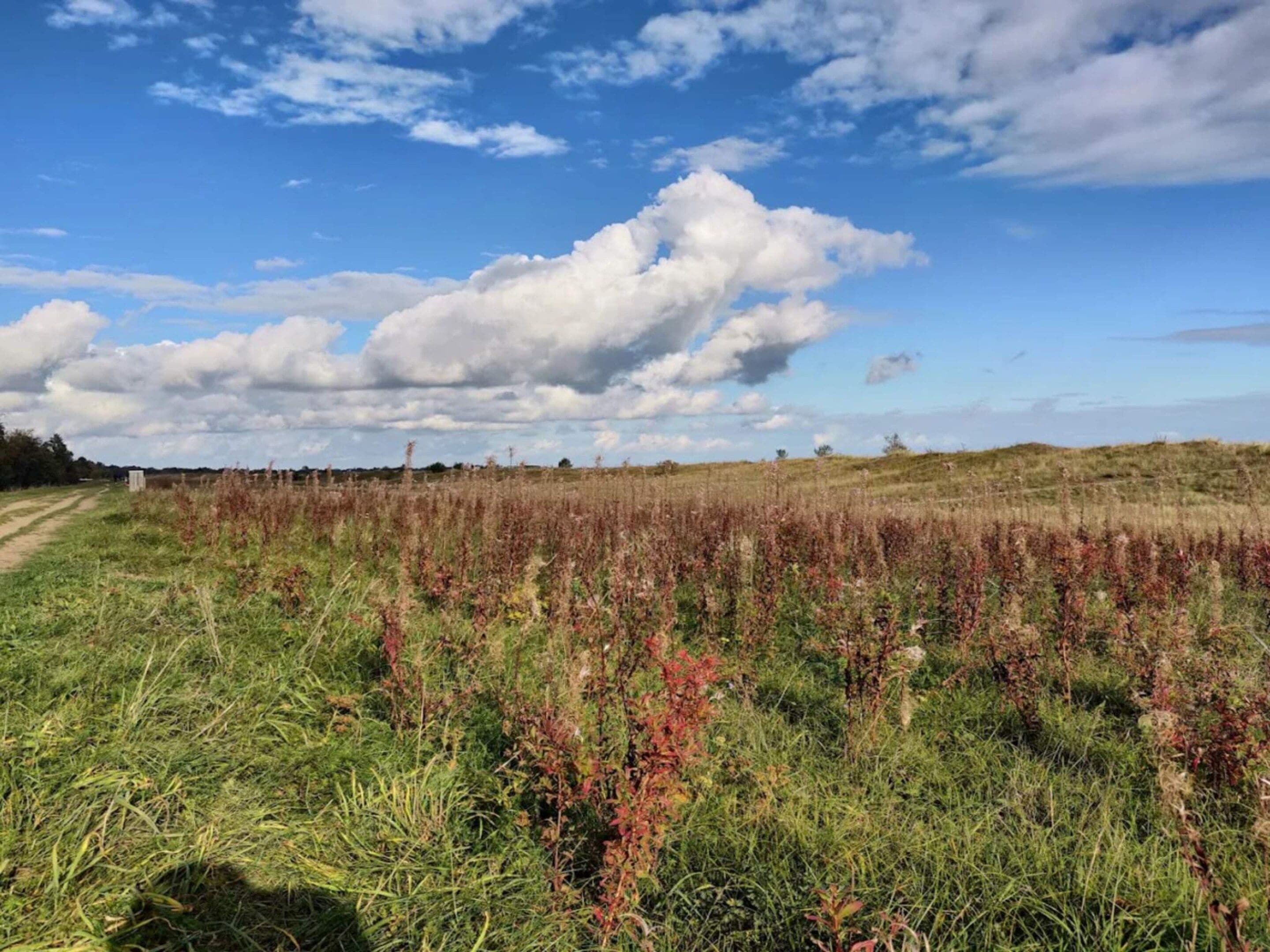 Un campo cubierto de césped con un sendero de tierra y un cielo nublado.
