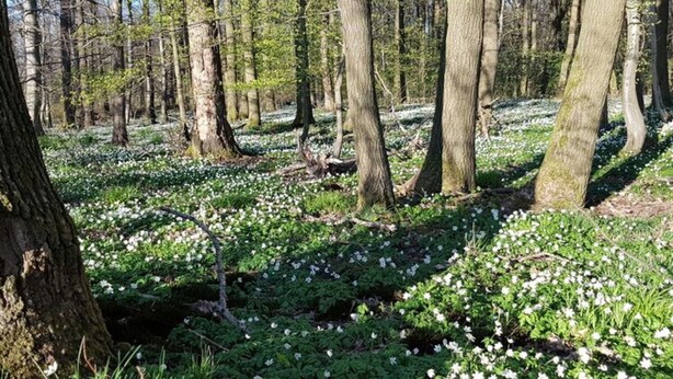 Un bosque con árboles y flores blancas en el suelo.