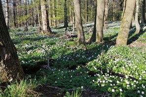 Une forêt avec des arbres et des fleurs blanches qui poussent sur le sol.