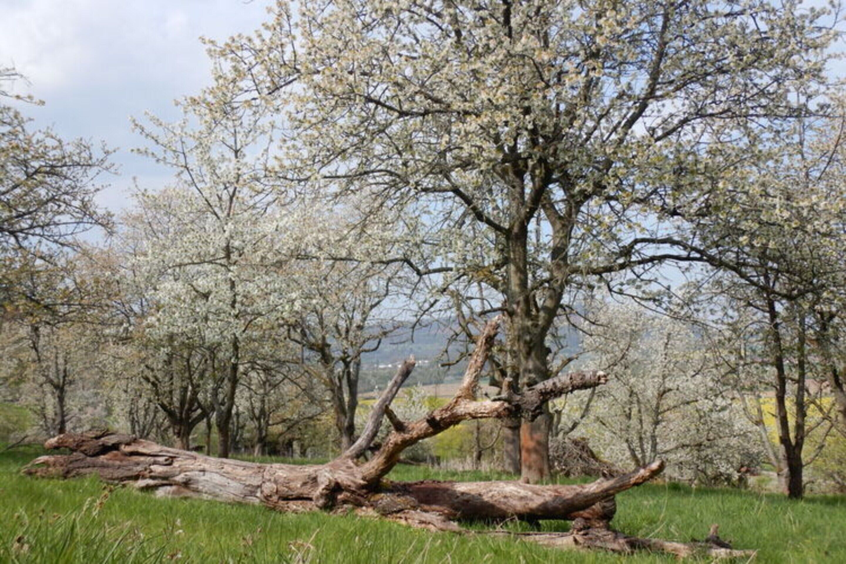 A natural landscape with a fallen tree in the foreground and blooming trees in the background.