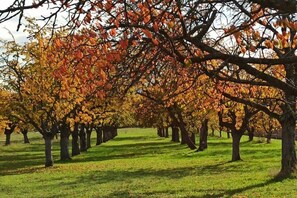 A row of trees with autumn leaves in a park setting. - Lovely Apartment in Hesse (Berkatal)