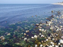 Una costa rocosa con agua cristalina y algas marinas.