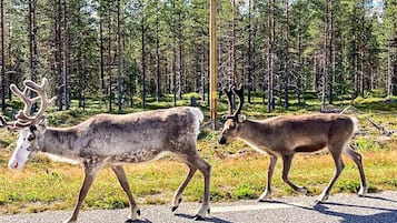 Hus | 3 sovrum och unika möbler