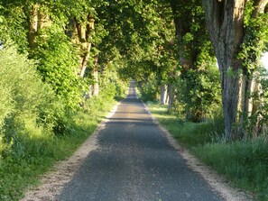 A tree-lined road with a clear path. - Holt Stuuv Comfortable Holiday Residence (Ratzeburg)