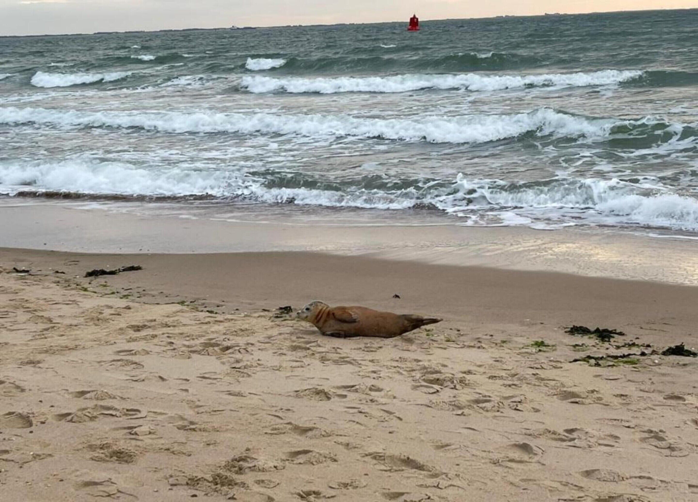 Una playa arenosa con olas y una foca descansando en la arena.