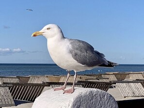Un goéland perché sur une structure en béton, au bord de la mer.