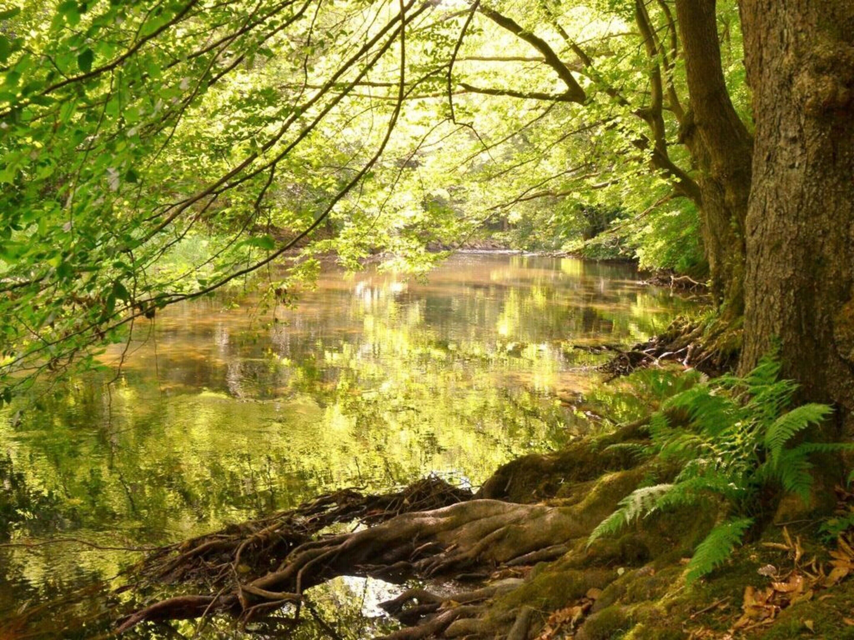 Eine friedliche Waldszene mit einem ruhigen Teich, umgeben von dichtem Grün und Bäumen.