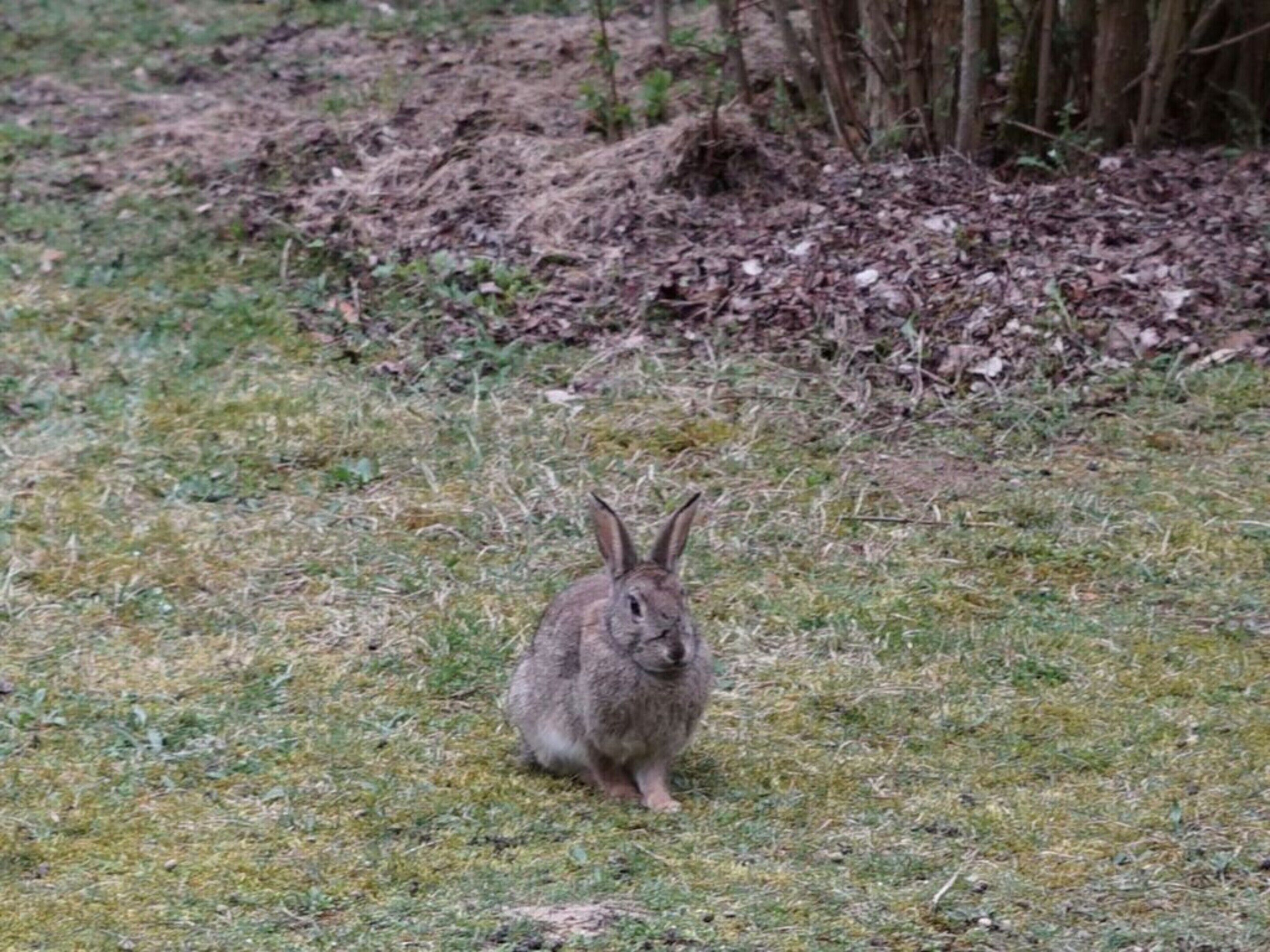 Ein Hase in einer grünen Wiese, im Hintergrund Bäume.