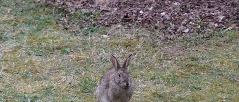Ein Hase in einer grünen Wiese, im Hintergrund Bäume.
