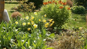 Un jardin où l’on trouve différentes plantes et fleurs, notamment des jonquilles et des fleurs oranges.