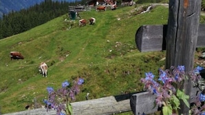A rural landscape with a wooden fence, a mountain backdrop, and a small building with cows grazing. - Apartment Bar Comfortable Holiday Residence (Eben im Pongau)