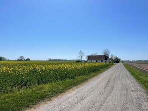 Un camino rural que lleva a un edificio blanco con techo oscuro, rodeado de campos de flores amarillas y árboles.