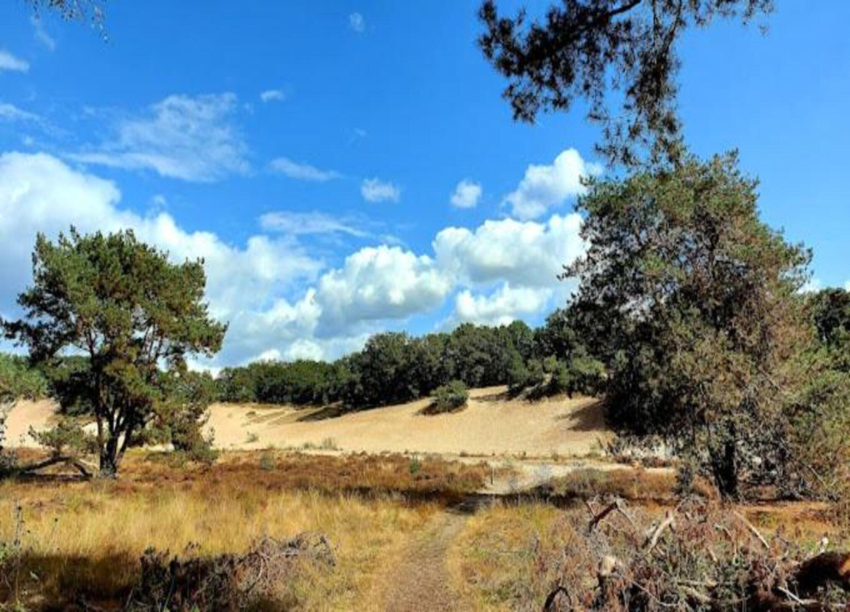 A natural landscape with trees, a dirt path, and a clear sky.