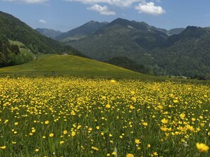A field of yellow flowers with a mountain range in the background. - Fantastic Apartment in Schleching (Schleching)