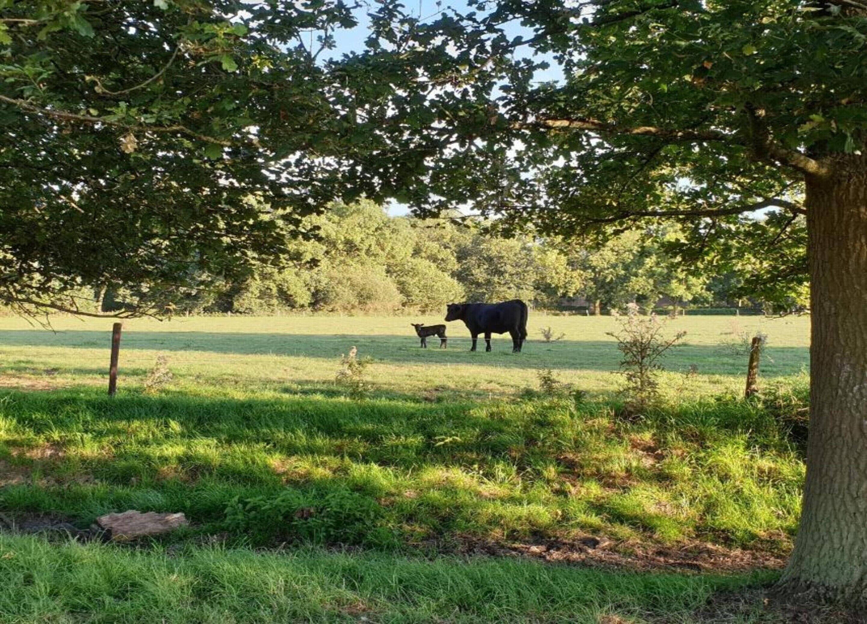 Een grasveld met een boom die schaduw geeft, een hek en een koe in de verte.