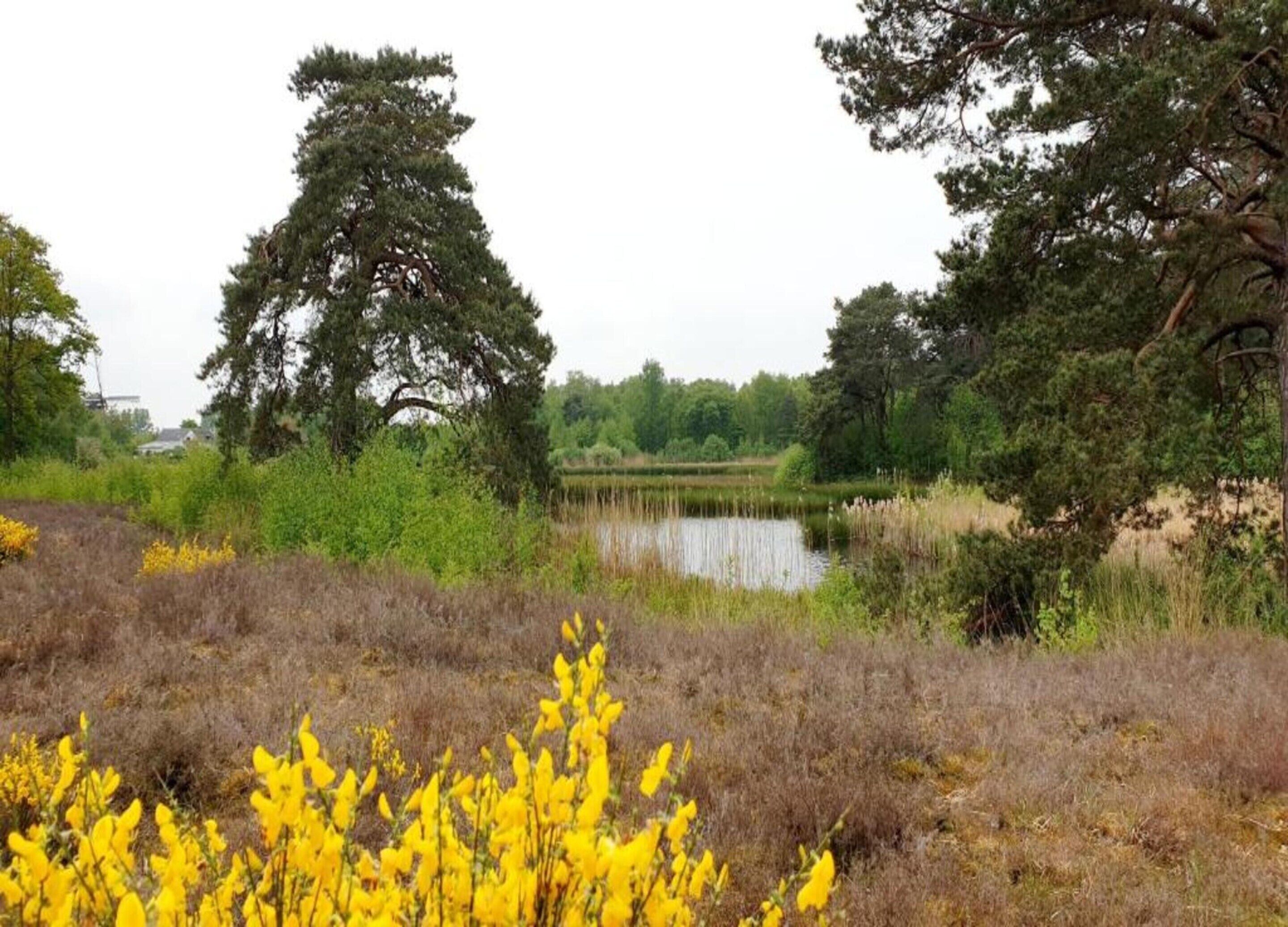A natural landscape with a pond, trees, and yellow flowers.