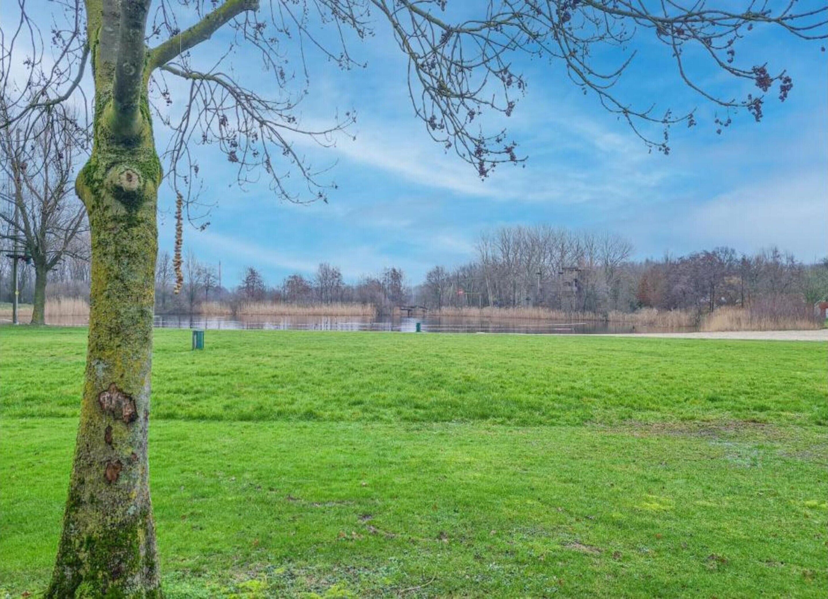 A grassy field with a tree in the foreground and a body of water in the background.